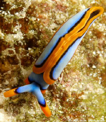 Thuridilla lineolata. Malapascua. by Anouk Houben 